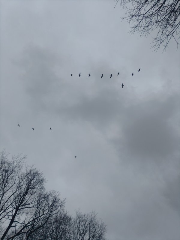 Geese overhead
