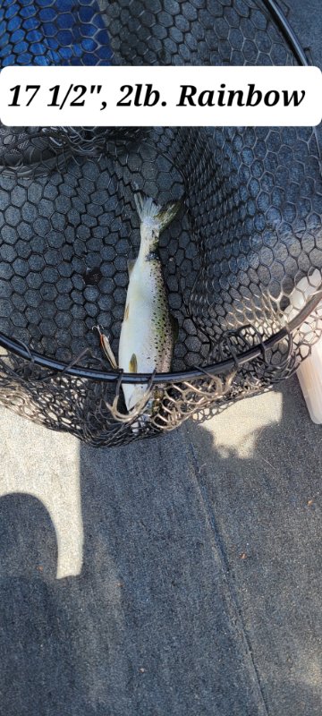 17  and half inch, 2 lb Rainbow from Memphremagog.jpg