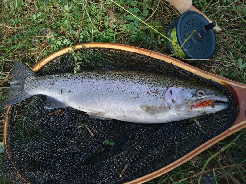 17 inch steelhead 11623.jpg