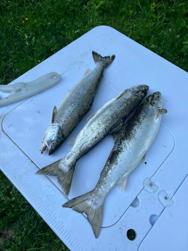 fish cleaning table.jpg